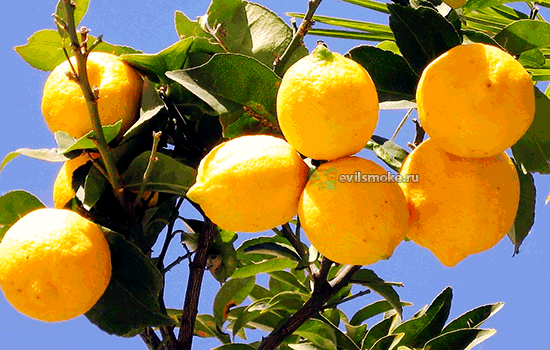 Фото - Лимоны на дереве