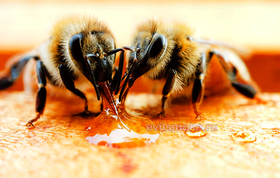 Фото - Пчелы едят мёд